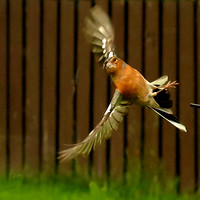 Chaffinch © Fred Reeve - C