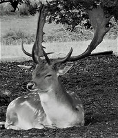 08 Sitting Stag © Mike Dain