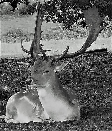 08 Sitting Stag © Mike Dain