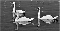 03 Three Swans © Mike Dain