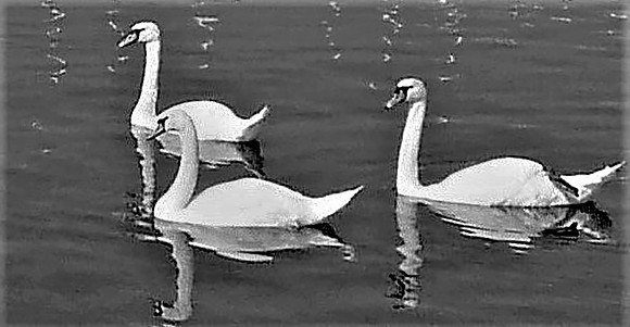 03 Three Swans © Mike Dain