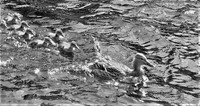 07 In Formation © Mike Dain