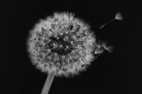 Dandelion Clock © Jill Dyson Orme - 1st.