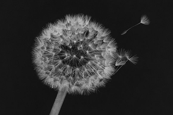 Dandelion Clock © Jill Dyson Orme - 1st.