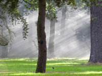 Let There Be Light RHS Wisley © Sue James - 1st