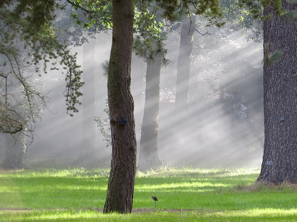 Let There Be Light RHS Wisley © Sue James - 1st