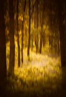 Dreamy Woodland © Brian Cole 1st =