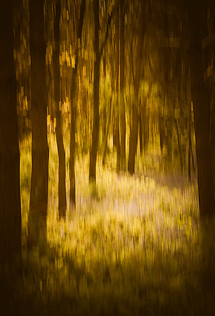 Dreamy Woodland © Brian Cole 1st =