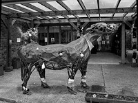 10 Cow & Cockerels © Michael Robertson Smith