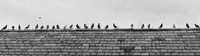 12 Social Distancing © Michael Robertson Smith