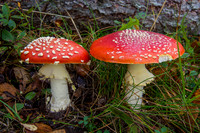 Fly Agaric © David P Howard - 2nd=