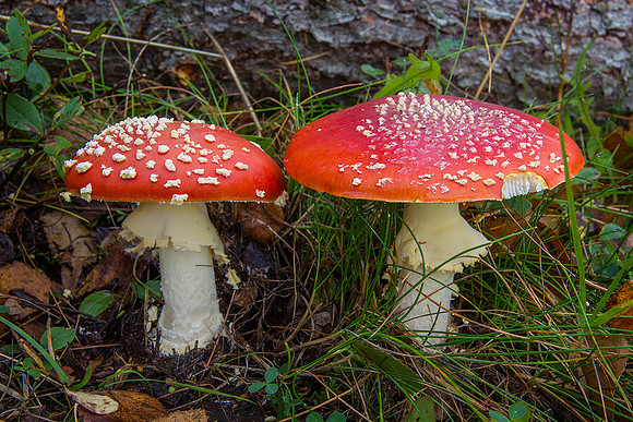 Fly Agaric © David P Howard - 2nd=