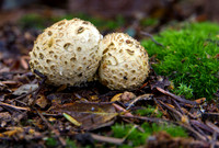 Puffballs © David P Howard - 2nd=