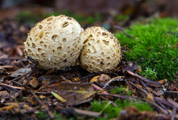 Puffballs © David P Howard - 2nd=