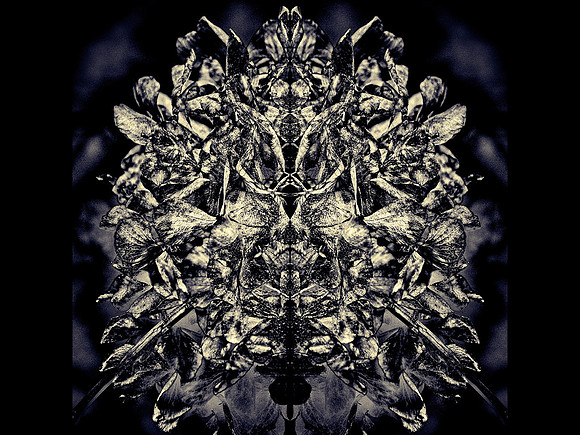 Fairies © Michael Robertson-Smith - 2nd=