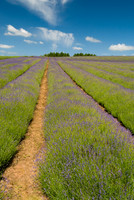 Lavender Lines © Peter Gilbert 3rd =