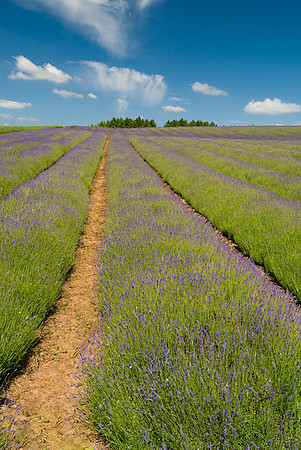 Lavender Lines © Peter Gilbert 3rd =