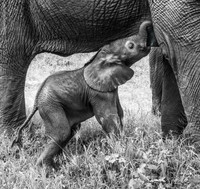 Suckling Baby Elephant © Mary Kirkby 3rd =