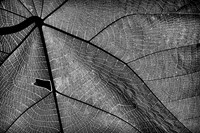 One of Nature's Webs © Michael Robertson-Smith HC