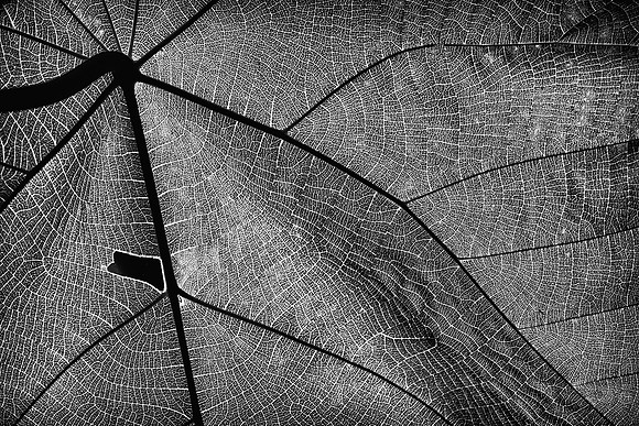 One of Nature's Webs © Michael Robertson-Smith HC