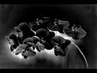 Black Orchid © Paolo Lubrano - 3rd