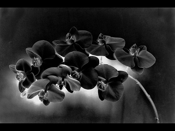 Black Orchid © Paolo Lubrano - 3rd