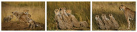 Kenyan Cubs on a Kopje © Stuart Thomas 3rd