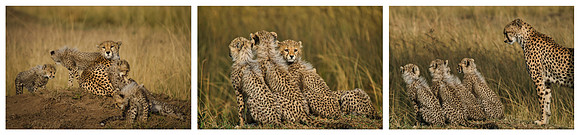 Kenyan Cubs on a Kopje © Stuart Thomas 3rd