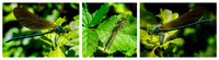 Annual Panels 25022020 Nature