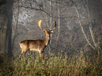 On the Alert © Cliff Armstrong - HC