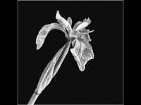 Iris © Cliff Armstrong - HC
