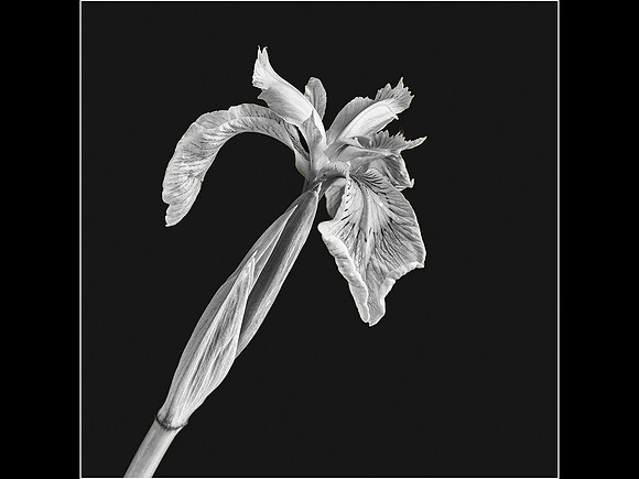 Iris © Cliff Armstrong - HC