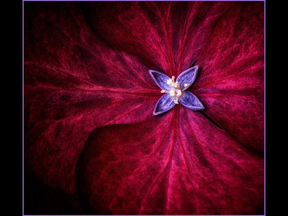 Hydrangea © Dick Prior - 1=