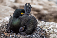 Shag and Fledgling © Mary Kirkby - HC
