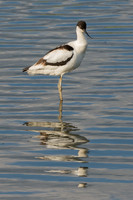 Avocet Reflections © Peter Gilbert - C
