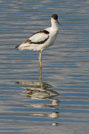 Avocet Reflections © Peter Gilbert - C