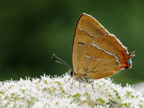 Brown Hairstreak © Jill Dyson Orme - C
