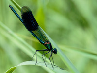 Banded Demoiselle © Jill Dyson Orme - C