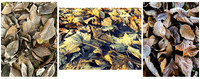 Autumn Colours © Sue James 2nd Novice
