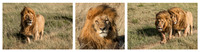 The Lion is King © Mary Kirkby 2nd =