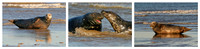 Grey Seals at the tideline © Derek Walton HC