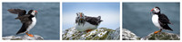 A Mouthful of Puffins © Mary Kirkby 1st