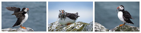 A Mouthful of Puffins © Mary Kirkby 1st