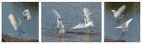 Little Egrets Fighting © Peter Gilbert 2nd =