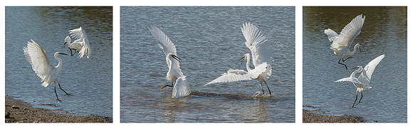Little Egrets Fighting © Peter Gilbert 2nd =
