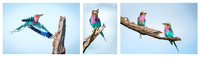 Lilac Breasted Roller © Mary Kirkby HC