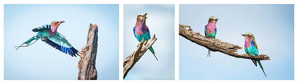 Lilac Breasted Roller © Mary Kirkby HC