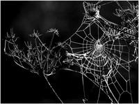 Sunrise cobweb © David P Howard - C