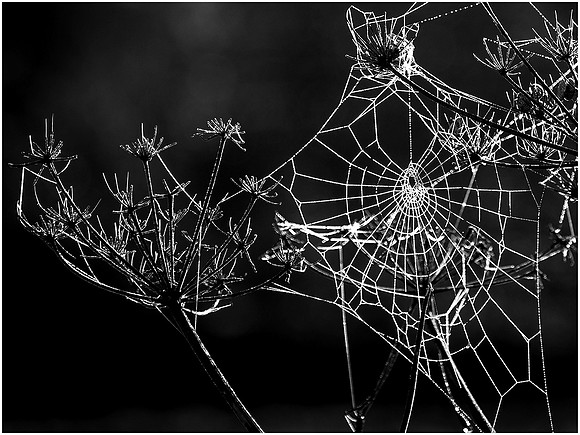 Sunrise cobweb © David P Howard - C