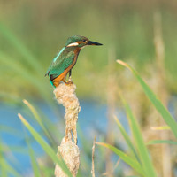 Female Kingfisher in the reed bed © Peter Gilbert - HC